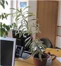 Dracena reflexa variegata